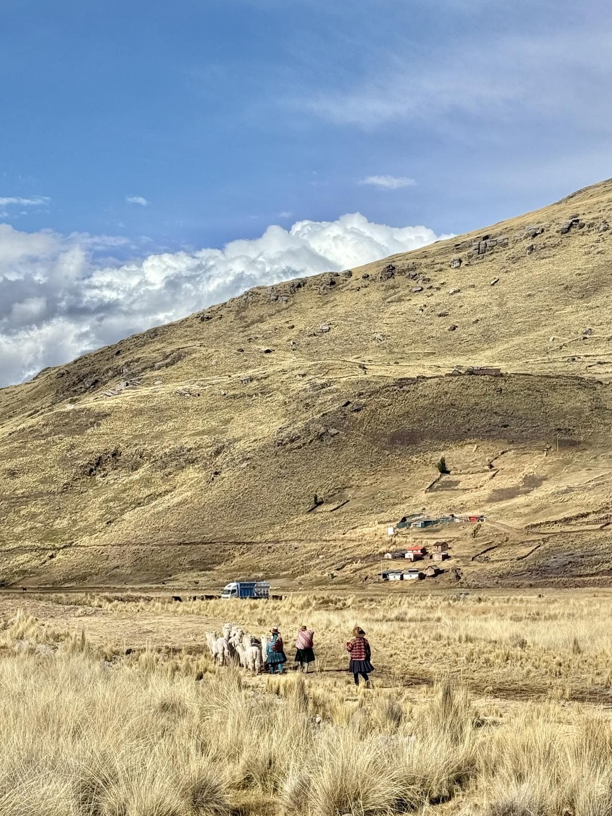 Pastoras con su rebaño de alpacas en la puna, cerca de Arequipa
